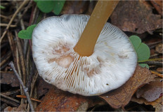 Гриб из Москва