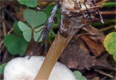 Гриб из Москва