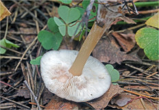 Гриб из Москва