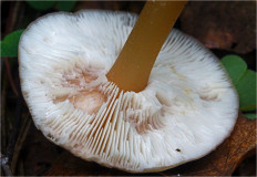 Гриб из Москва