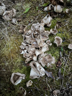 Гриб из Москва