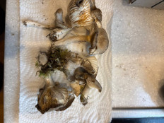 Гриб из Москва