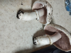 Гриб из Пгт Мангуш