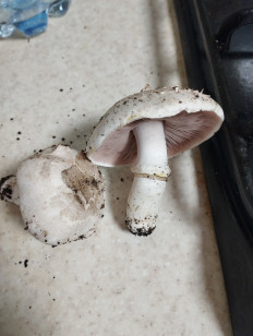 Гриб из Пгт Мангуш