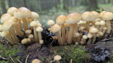 Гриб из Новая Москва