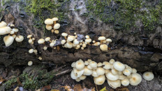 Гриб из Новая Москва