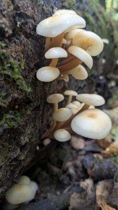 Гриб из Новая Москва