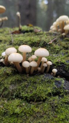 Гриб из Новая Москва