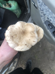 Гриб из Троицк Челябинская область