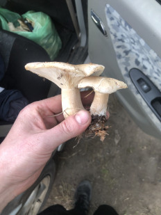 Гриб из Троицк Челябинская область