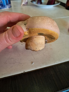 Гриб из Кинель Черкассы