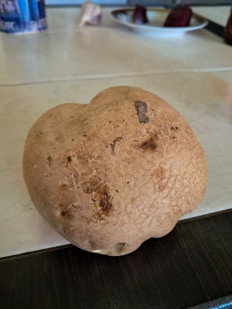 Гриб из Кинель Черкассы