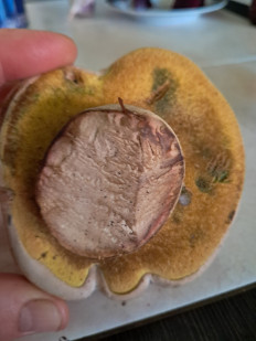 Гриб из Кинель Черкассы