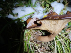 Гриб из Чумикан