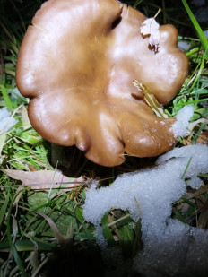 Гриб из Чумикан