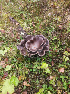 Гриб из Москва