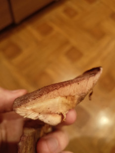 Гриб из Воронеж