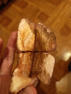 Гриб из Воронеж