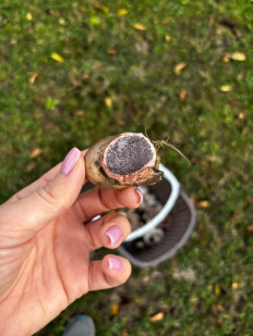 Гриб из Минеральные Воды