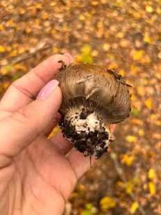 Гриб из Минеральные Воды