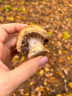 Гриб из Минеральные Воды