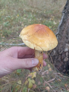 Гриб из Сумы