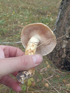 Гриб из Сумы