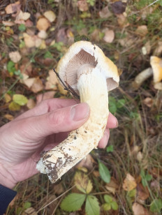 Гриб из Сумы