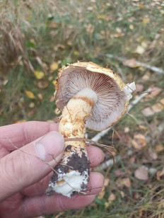 Гриб из Сумы