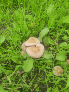 Гриб из Махачкала