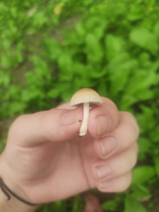 Гриб из Махачкала