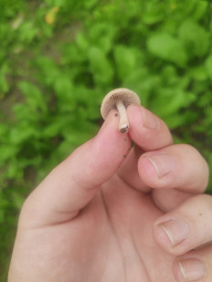 Гриб из Махачкала