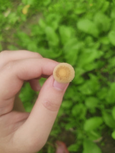 Гриб из Махачкала