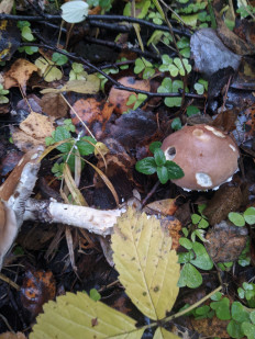 Гриб из Владимир