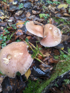 Гриб из Владимир