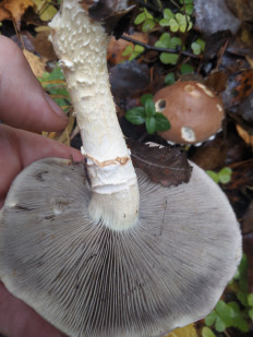 Гриб из Владимир