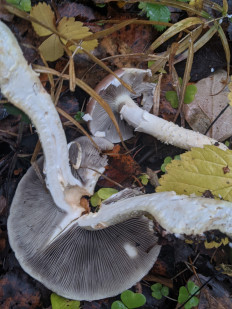 Гриб из Владимир