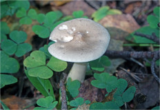 Гриб из Москва