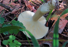 Гриб из Москва