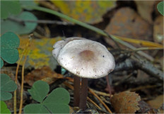 Гриб из Москва