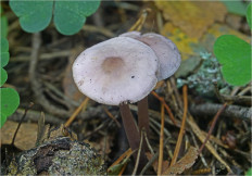 Гриб из Москва