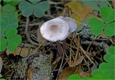 Гриб из Москва