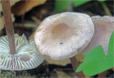 Гриб из Москва