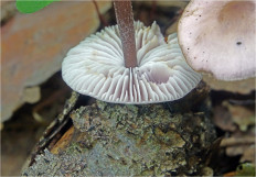 Гриб из Москва