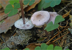 Гриб из Москва