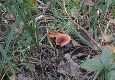 Гриб из Москва