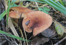 Гриб из Москва