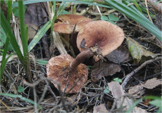 Гриб из Москва