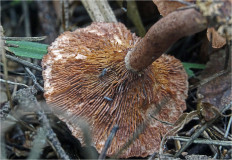 Гриб из Москва