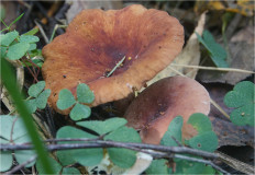 Гриб из Москва